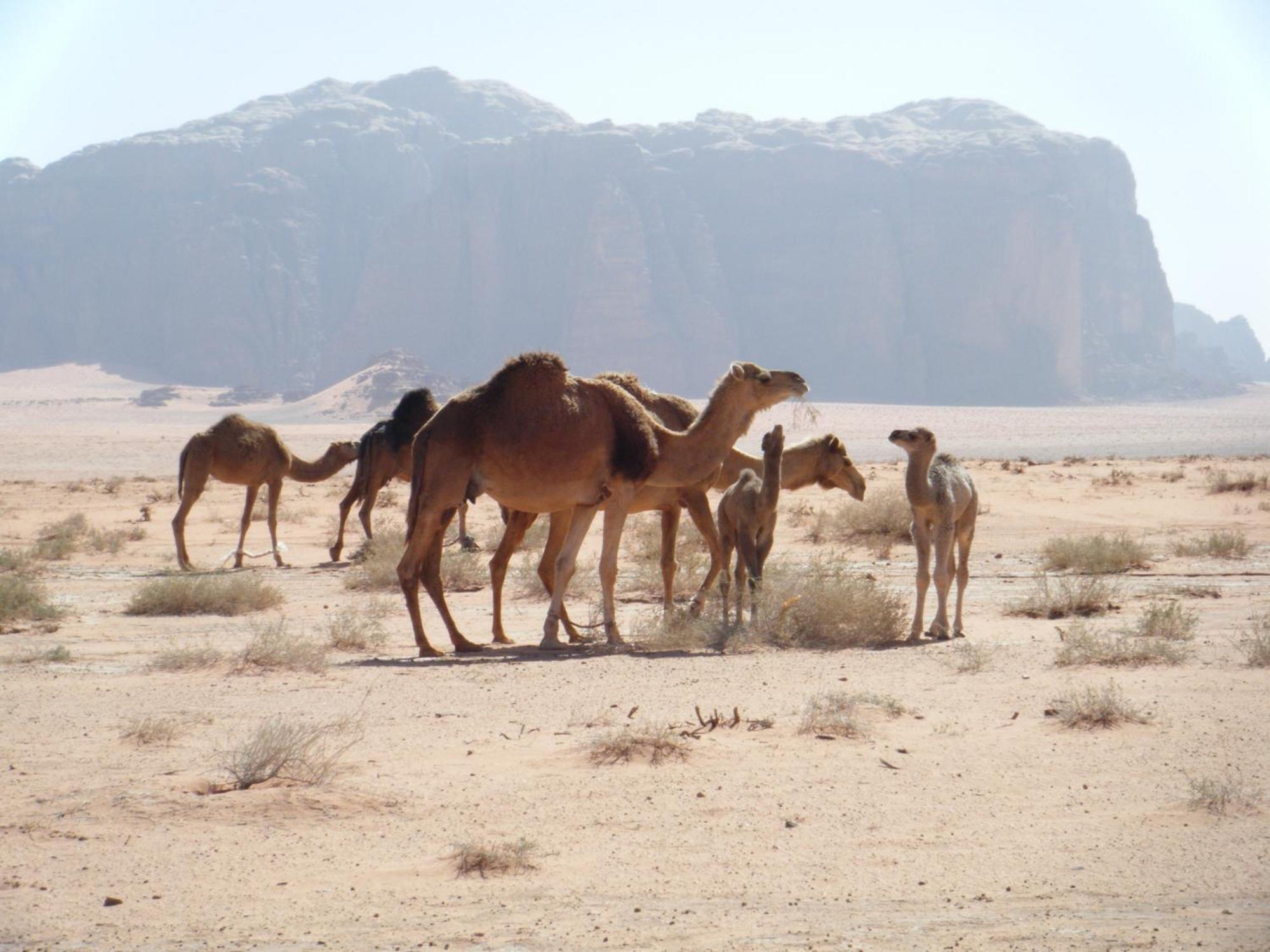 Hotel Salem Camp à Wadi Rum Extérieur photo